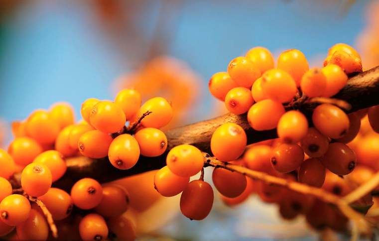 What do you know about the seabuckthorn?