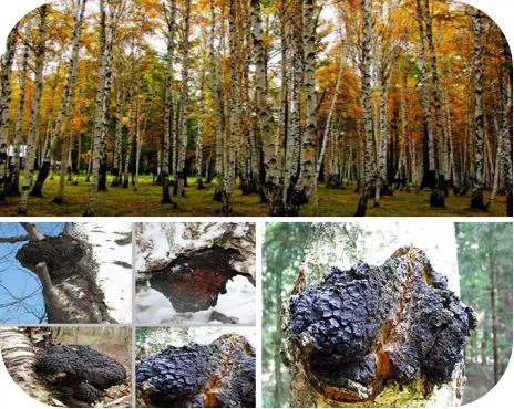 Chaga mushroom extract powder