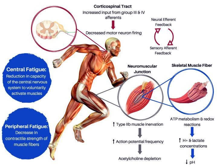 effect of BCAA