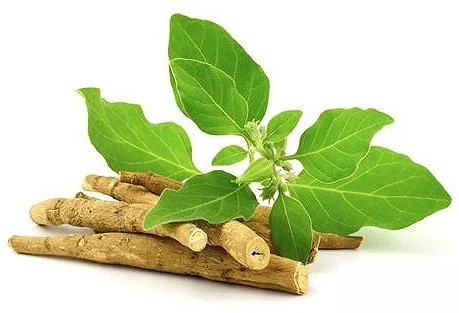 Fermented ashwagandha Extract Powder Fermented ashwagandha Extract Powder