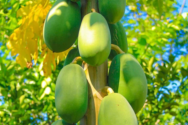 papaya