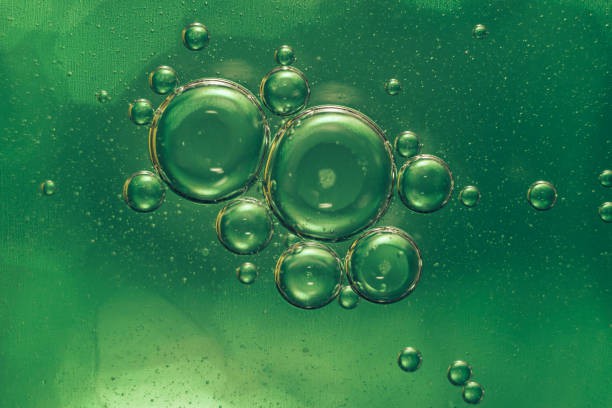 Schizochytrium algal Schizochytrium algal