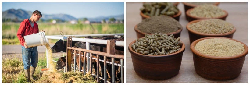 animal feed animal feed