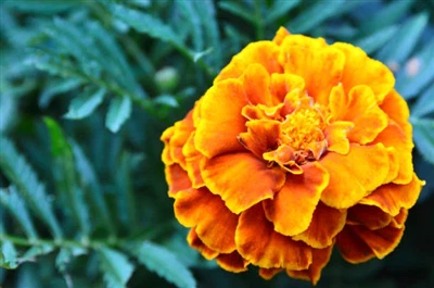 What are the functional properties of lutein?