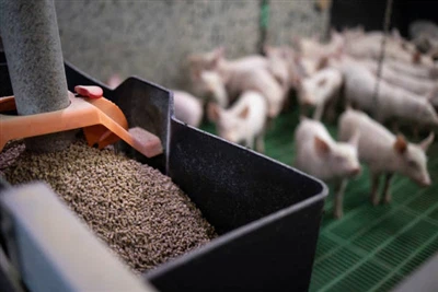 The value of Schizochytrium powder and its application in animal production