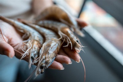 What are microalgae used as feed?