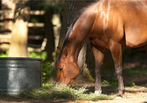 Why Feed Vitamin E to Horses?