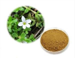 Bacopa Monnieri Extract Powder