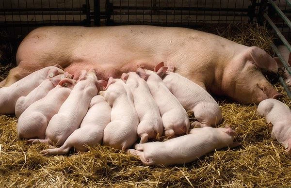 What Benefits of Valine for Pigs？